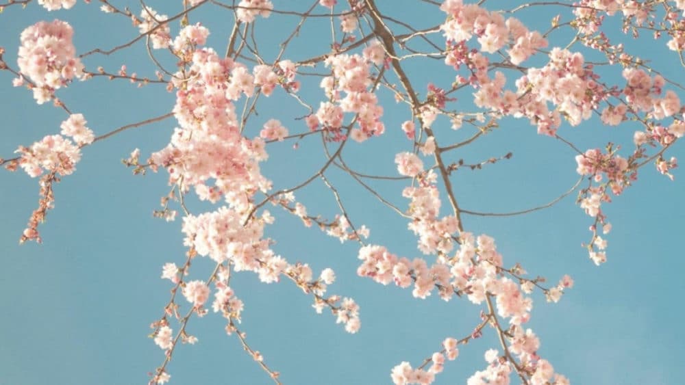 Ab Juni: Opening TARA STYLE Flagship Store – Be Bloom